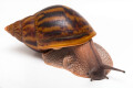 Achatina achatin achatina Ghana typ 2c semiadult, 10cm